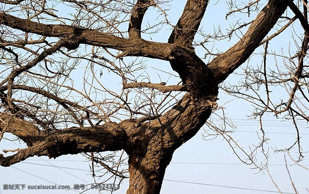 枯树 树 奇特的树 古树 奇观 摄影图片 生物世界 树木树叶