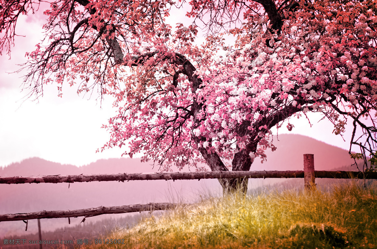 美丽 花树 风景 美丽花树 粉红花树 桃花 花朵 植物 花枝 梦幻背景 其他风光 风景图片
