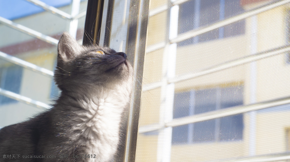 可爱 猫咪 商业摄影 商业 阳光 温暖 春天 英短