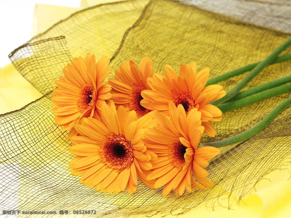 橘色太阳花 太阳花 非洲菊 橘色花卉 花束 花 生物世界 花草