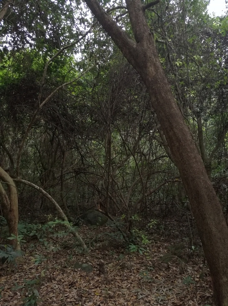 山林 林间 大山 绿山 绿林 树林 林场 树枝 枝杆 树杆 秋色山林 山林风景 山林风光 山林美景 山林秋色 山林小路 虎啸山林 森林 树叶 落叶 树影斑驳 自然景观2 自然景观 自然风景