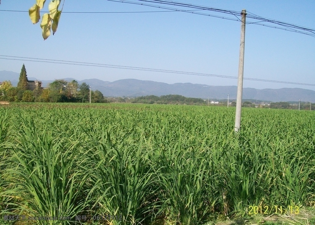 茭白种植 基地 茭白 蓝天 白云 自然景观 田园风光