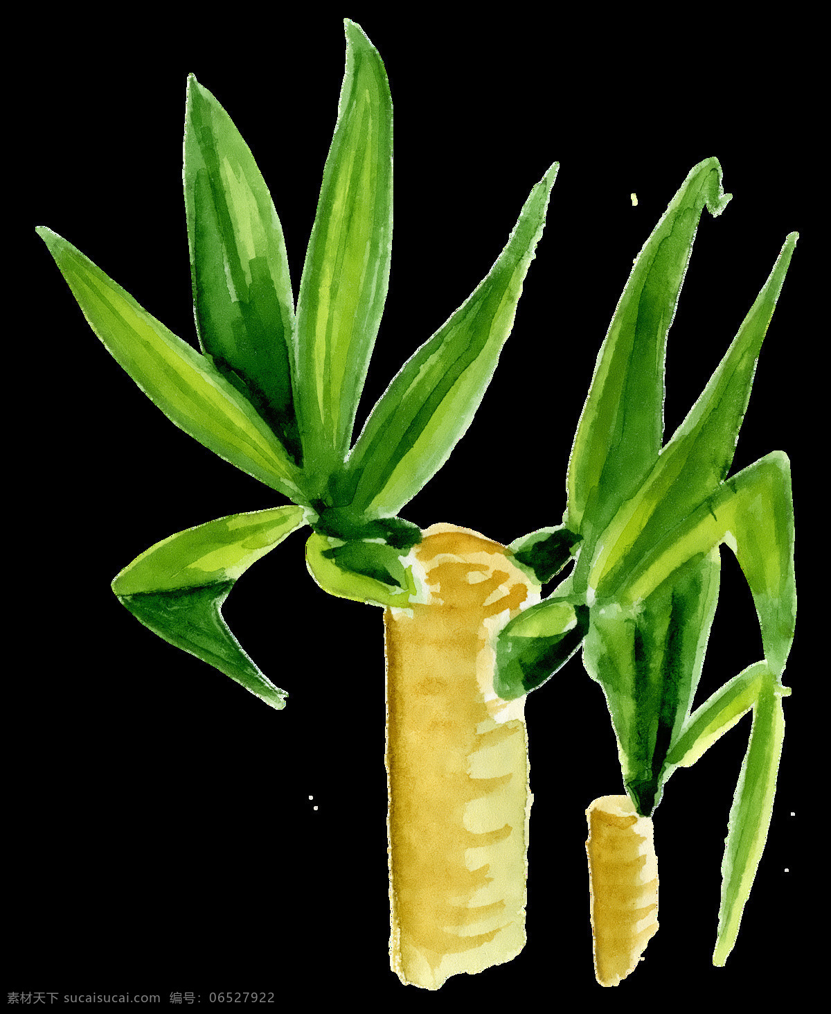 手绘 两 支 绿色植物 透明 逼真 观赏 绿色 绿油油 免扣素材 透明素材 叶子 装饰图案
