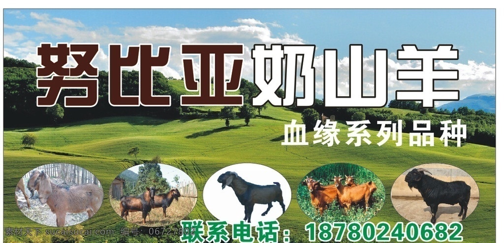 黑山羊 店招 羊子 种羊 系列羊
