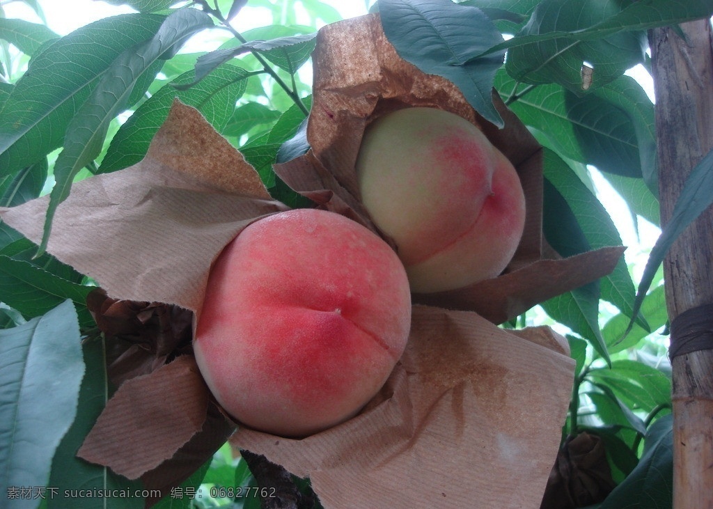 桃子树 相依 一对水蜜桃 桃子 果子 果实 绿叶 水果 生物世界