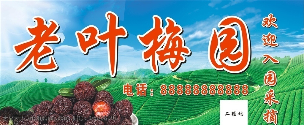 杨梅园 杨梅 深色杨梅 深黑杨梅 高端杨梅 杨梅店招 杨梅招牌 蓝天 白云 蓝天白云 绿草地 茶园 采摘杨梅 室外广告设计