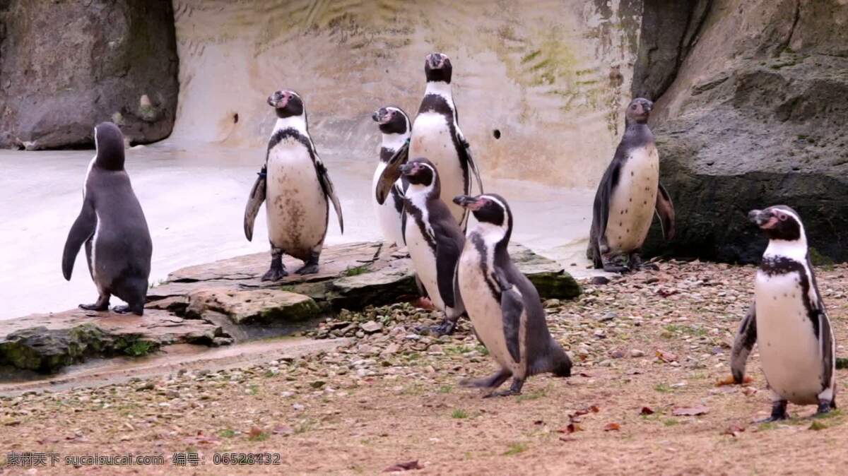 一群企鹅 动物 自然 企鹅 鸟 翅膀 不会飞的 看 好奇的 蹒跚 移动 冷 企鹅家族 拥挤