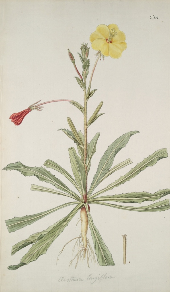 精美 绘画 草本植物 图谱 植物手绘 欧美复古 花卉花朵 清新淡雅风格 花草绘画 设计参考 绘画素材 工笔画 装饰画 插画 植物图谱 树叶花朵 临摹素材 复古绘画 装饰画芯 叶片树枝 树干 植株 药材植物 彩铅绘画 植物花朵 生物世界 花草