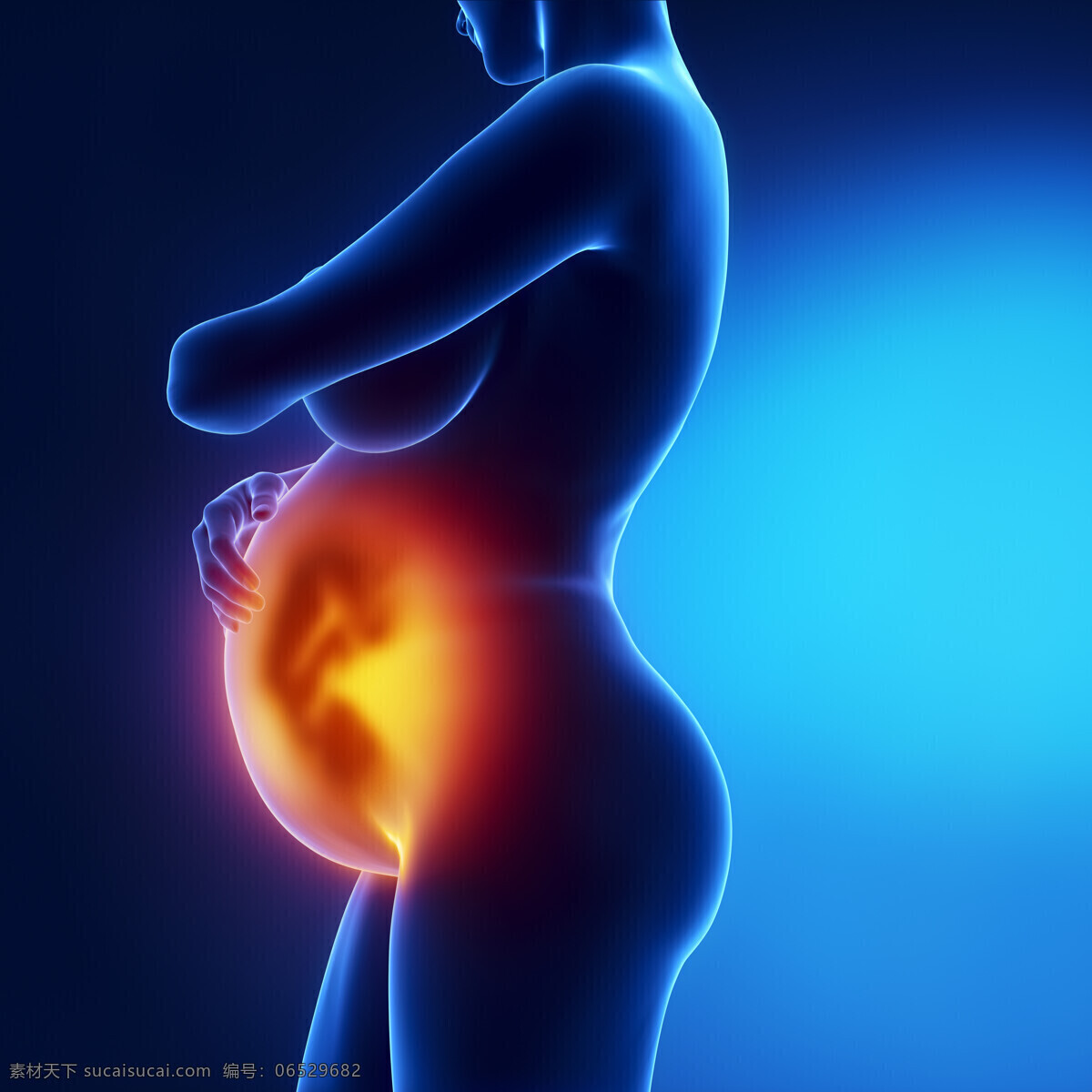 孕妇 胎儿 怀孕 宝宝 准妈妈 人体器官 医疗护理 生活人物 人物图片