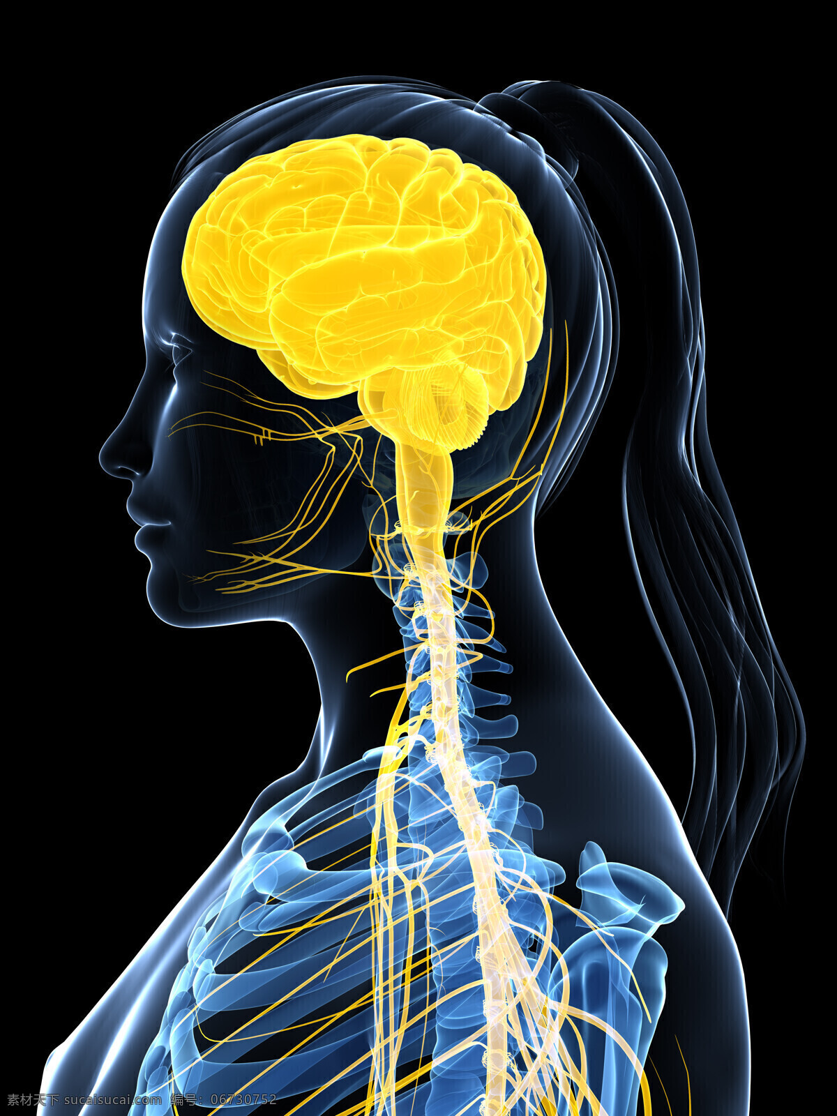 大脑神经 组织 大脑神经组织 大脑器官 人体器官 医学图片 女性器官 医疗护理 现代科技