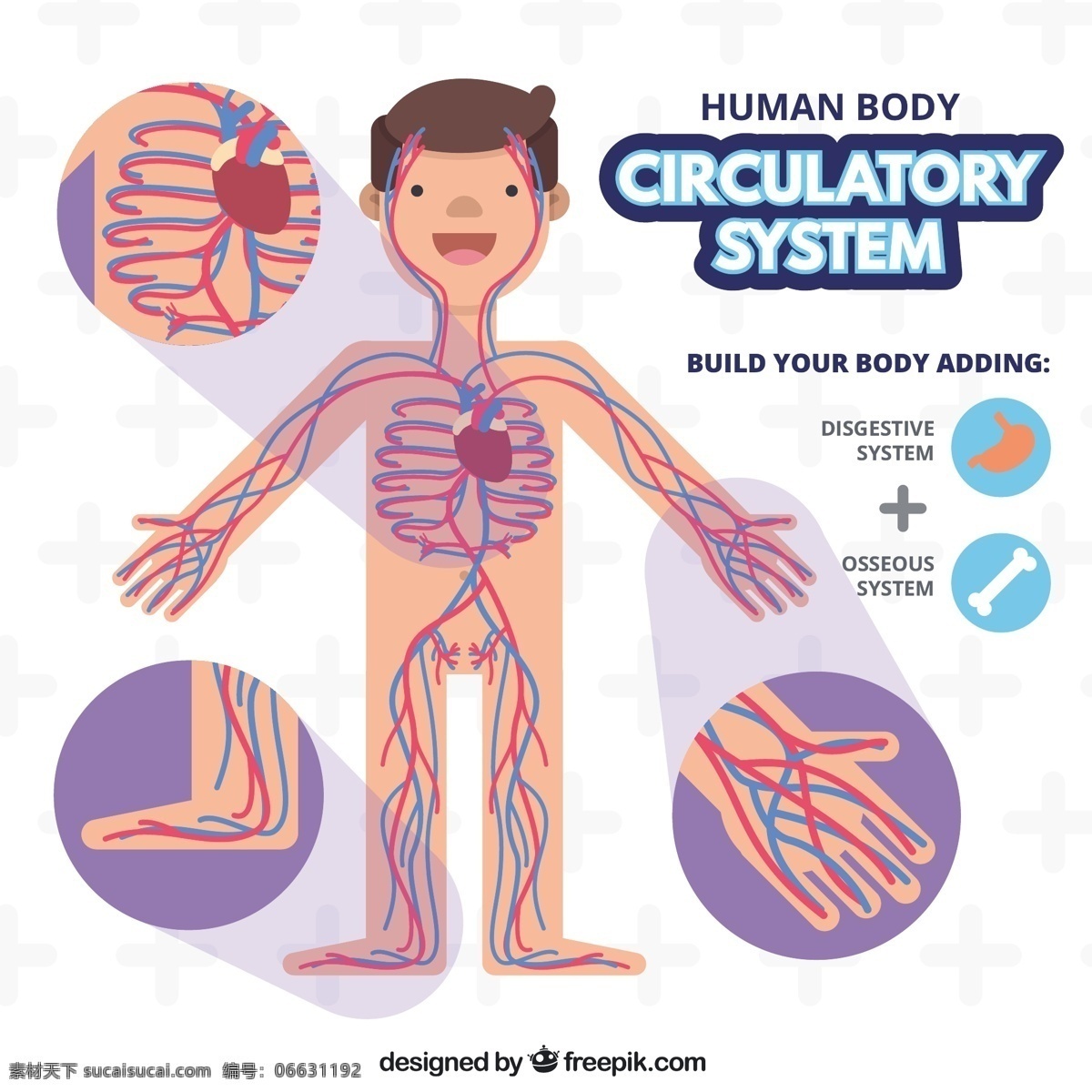 循环系统 扁平 人类 男孩 血液 平面设计 人力 机构 系统 骨骼 尼斯 零件 车身 零部件 吸氧 静脉 动脉
