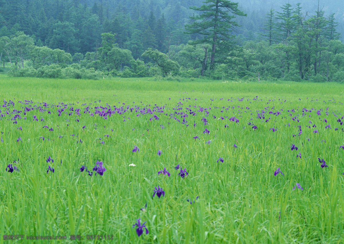 春天 自然风景 摄影图片 美丽风景 风光 景色 树木 森林 田园 农田 野花 花草树木 自然景观 山水风景 四季风景 风景图片