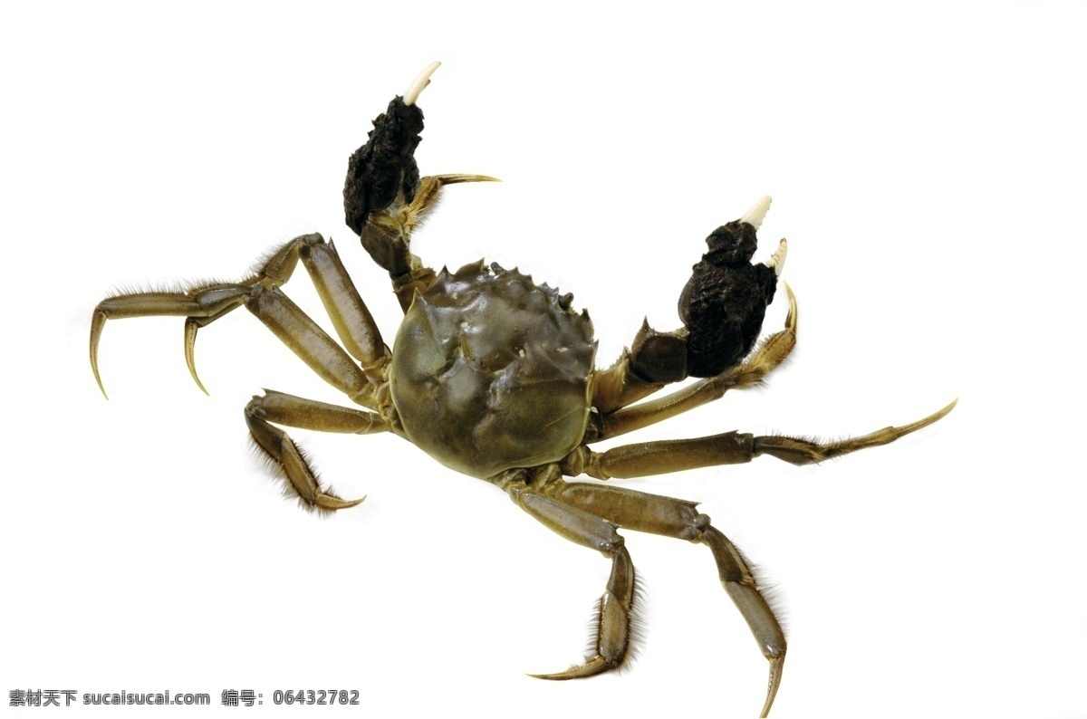 阳澄湖大闸蟹 大闸蟹已抠好 高精度 文件 螃蟹 闸蟹 海鲜 生鲜 阳澄湖 大螃蟹 新鲜 活生生 生物 清蒸大闸蟹 分层 源文件
