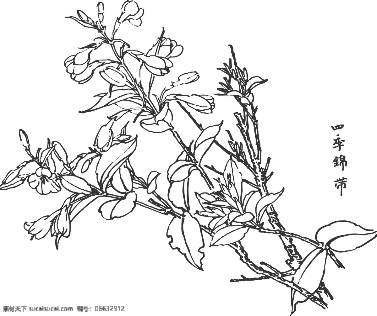 四季锦带 锦带 花卉 植物 观赏 线条 矢量 装饰 插画 白描 花卉白描图 文化艺术 绘画书法