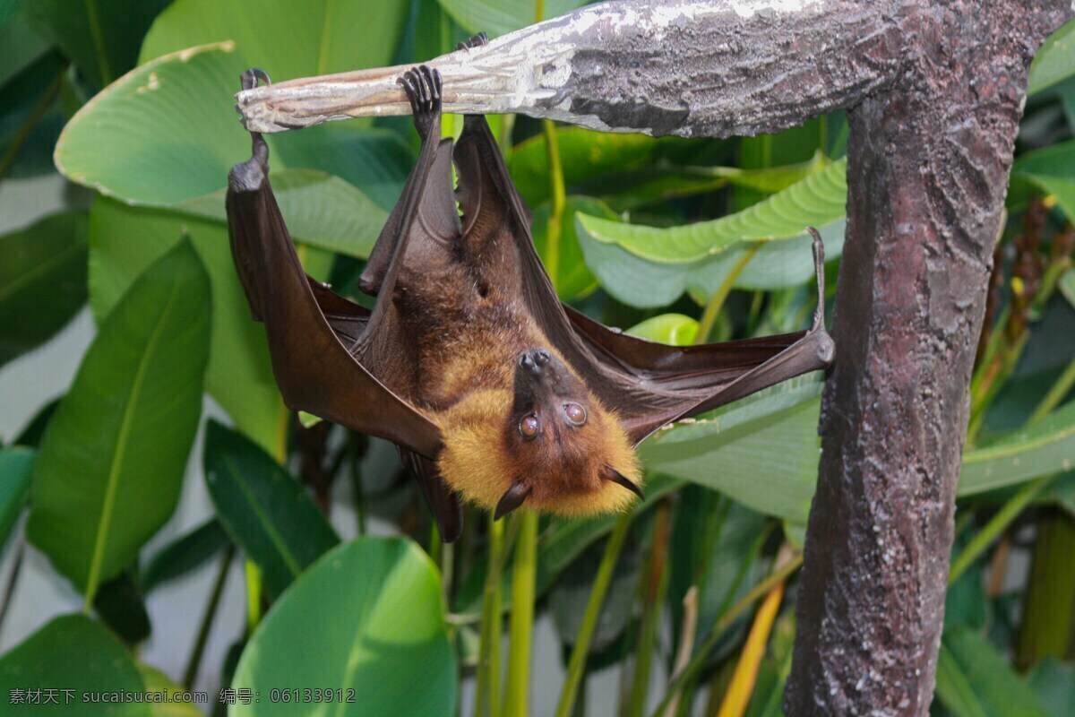 小动物 蝙蝠侠 哺乳动物 夜色蝙蝠 生物世界 野生动物