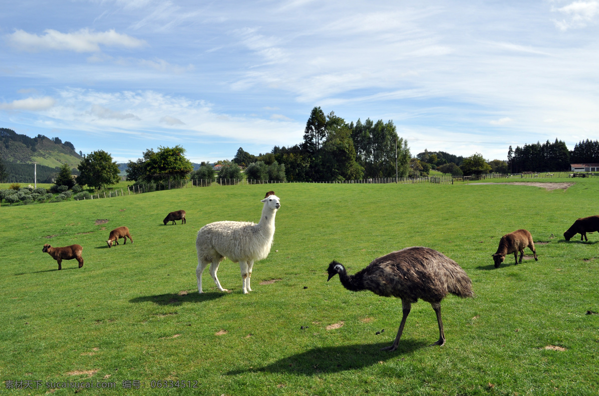 新西兰牧场 蓝天白云 绿色植物 青青草地 白色羊驼 黑色孔雀 褐色绵羊 美丽新西兰 建筑景观 自然景观