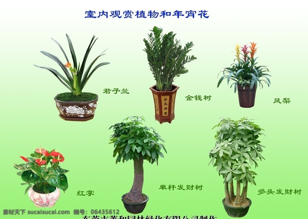 室内 植物 年宵 花 室内植物 年宵花 发财树 金钱树 红掌 景观设计 环境设计 源文件