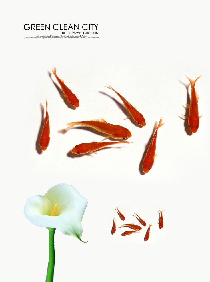 金鱼海报 金鱼 鱼儿 生物 花朵 花 广告设计素材 广告设计模板 源文件