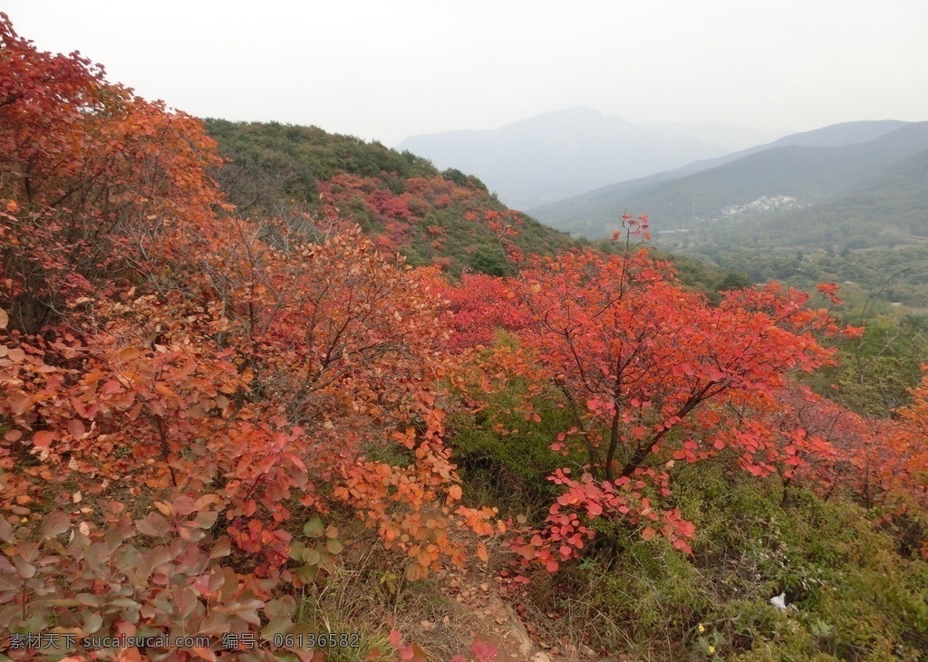 少林景区红叶 登封 嵩山 少室山 五乳岭 少林景区 嵩山红叶 树林 太室山 嵩山风光 自然景观 自然风景