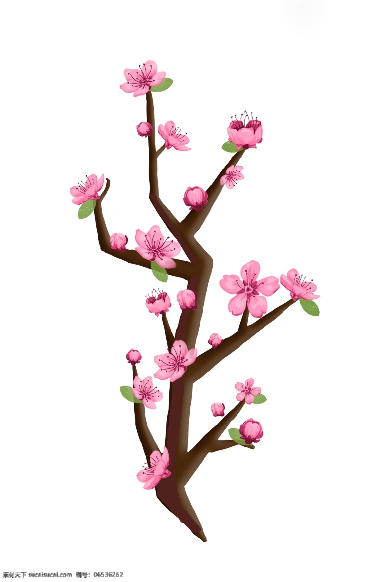 漂亮 樱花 装饰 插画 漂亮的樱花 粉色的樱花 绿色的叶子 创意樱花 樱花装饰 精美樱花 卡通樱花