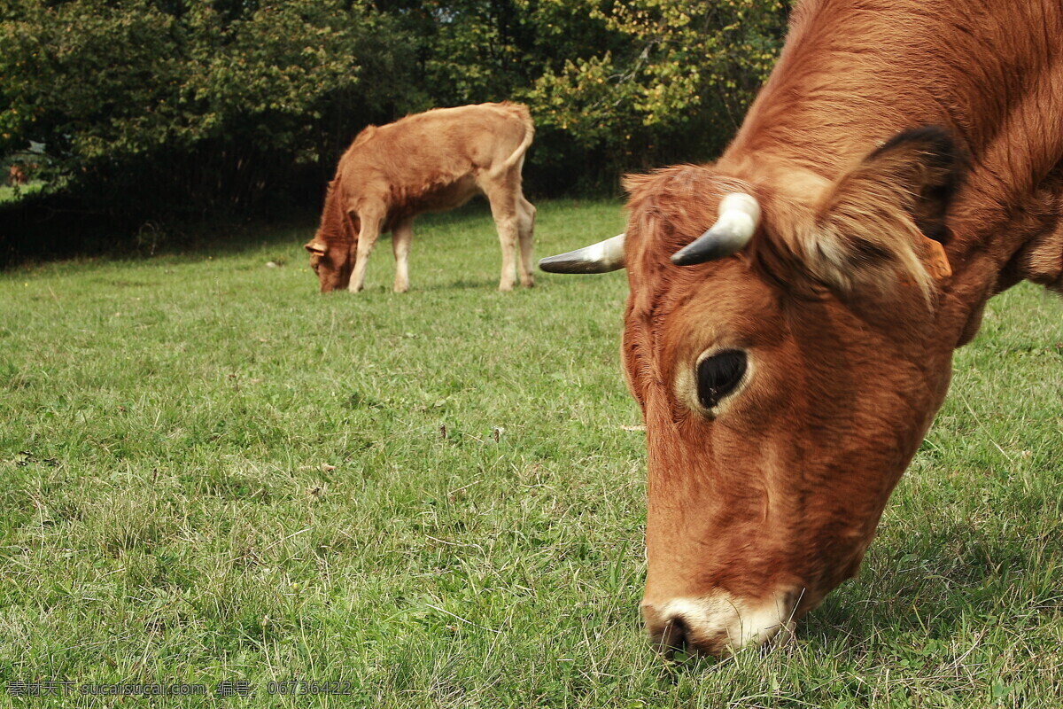 草地上的奶牛 奶牛 牛 牧场 草原 动物世界 摄影图 陆地动物 生物世界 黑色