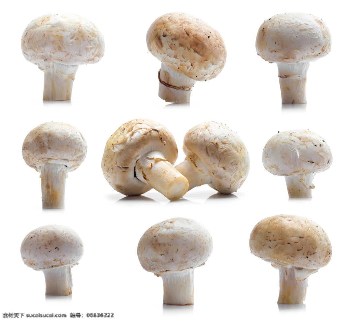蘑菇 菌类 生物世界 蔬菜 香菇 蔬菜主题 风景 生活 旅游餐饮