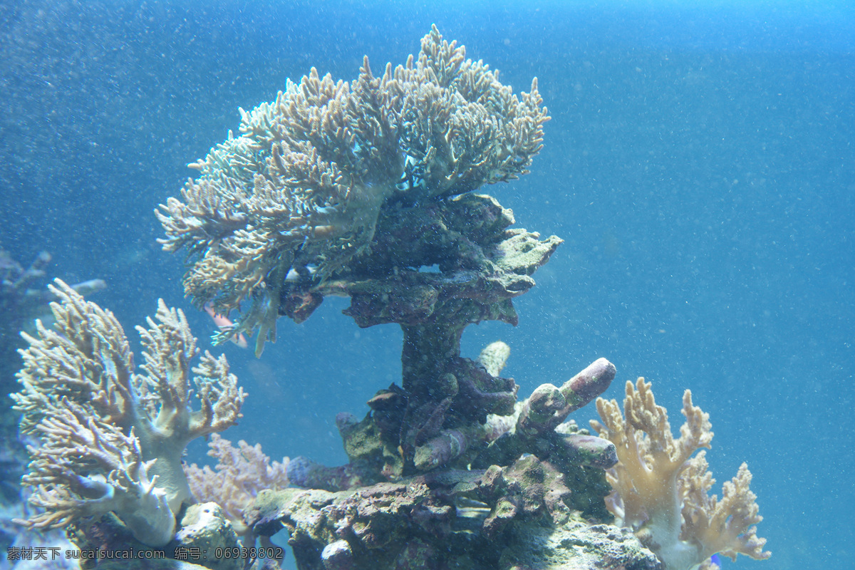 珊瑚 近照 生物世界 海洋生物