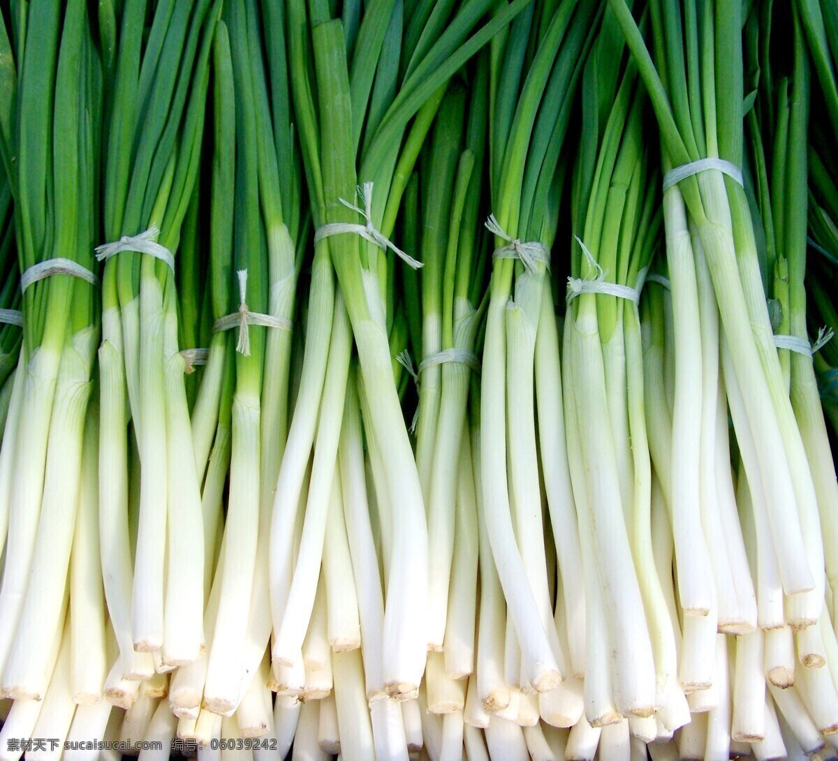 蔬菜 调味品 大葱 美味 新鲜 生物世界
