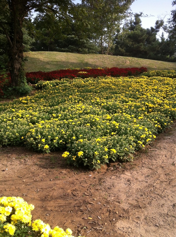 菊花丛 菊花 菊花丛林 盛开菊花 秋水 天空 树丛 摄影图 生物世界 花草