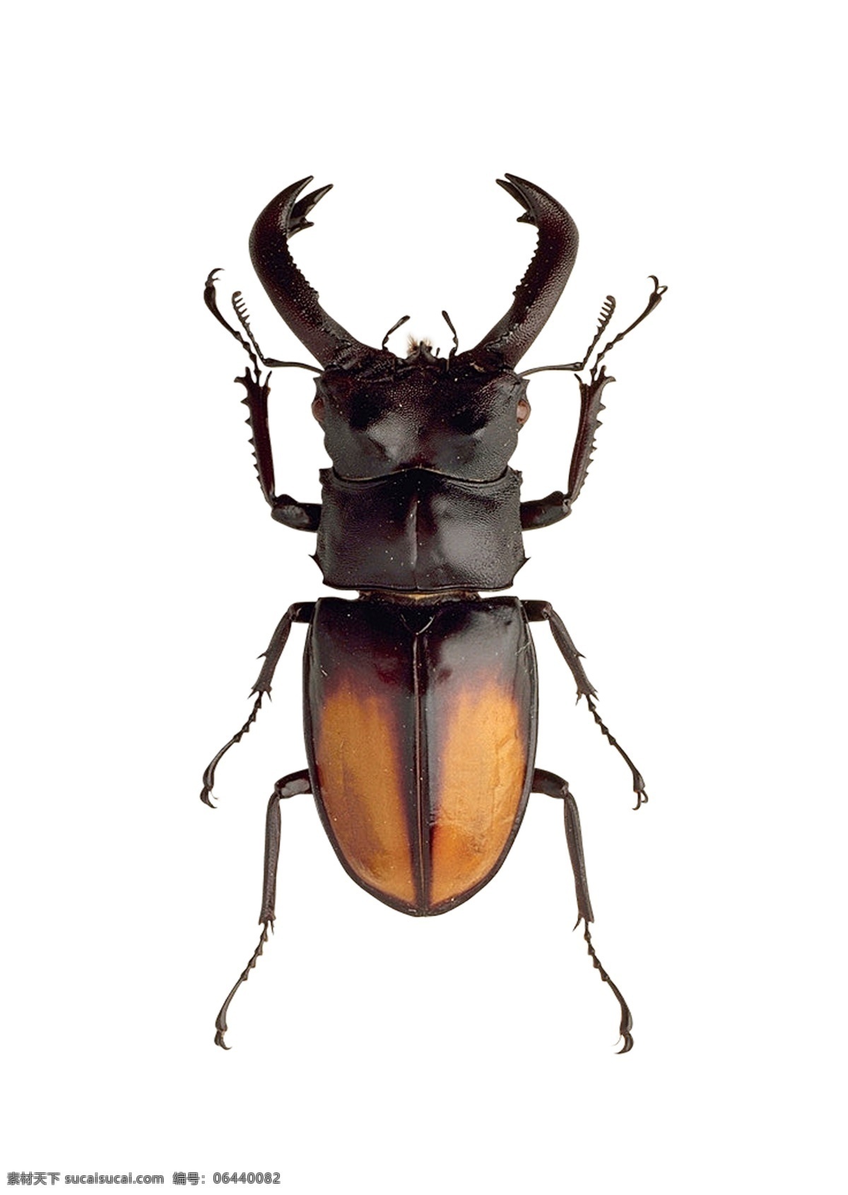 锹形甲 甲虫 昆虫 分层 虫 源文件
