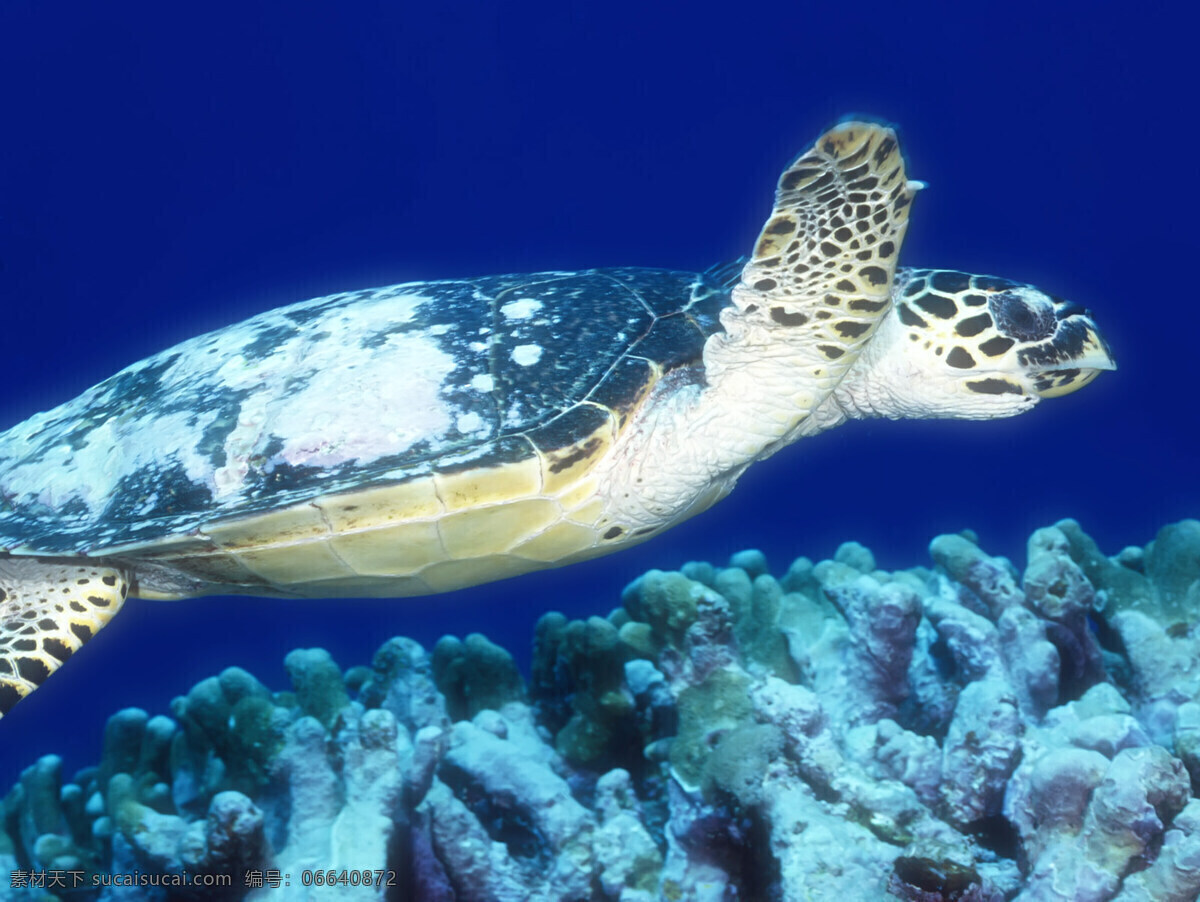 海洋生物 海底世界 海龟 海洋 礁石 生物世界 珊蝴礁石 珊蝴 海底景色