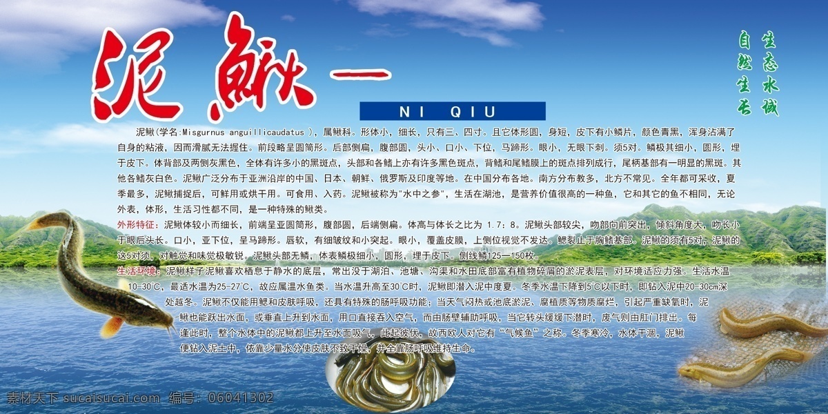 展板 黄河泥鳅 黄河特产 黄河生态 标志图标 公共标识标志