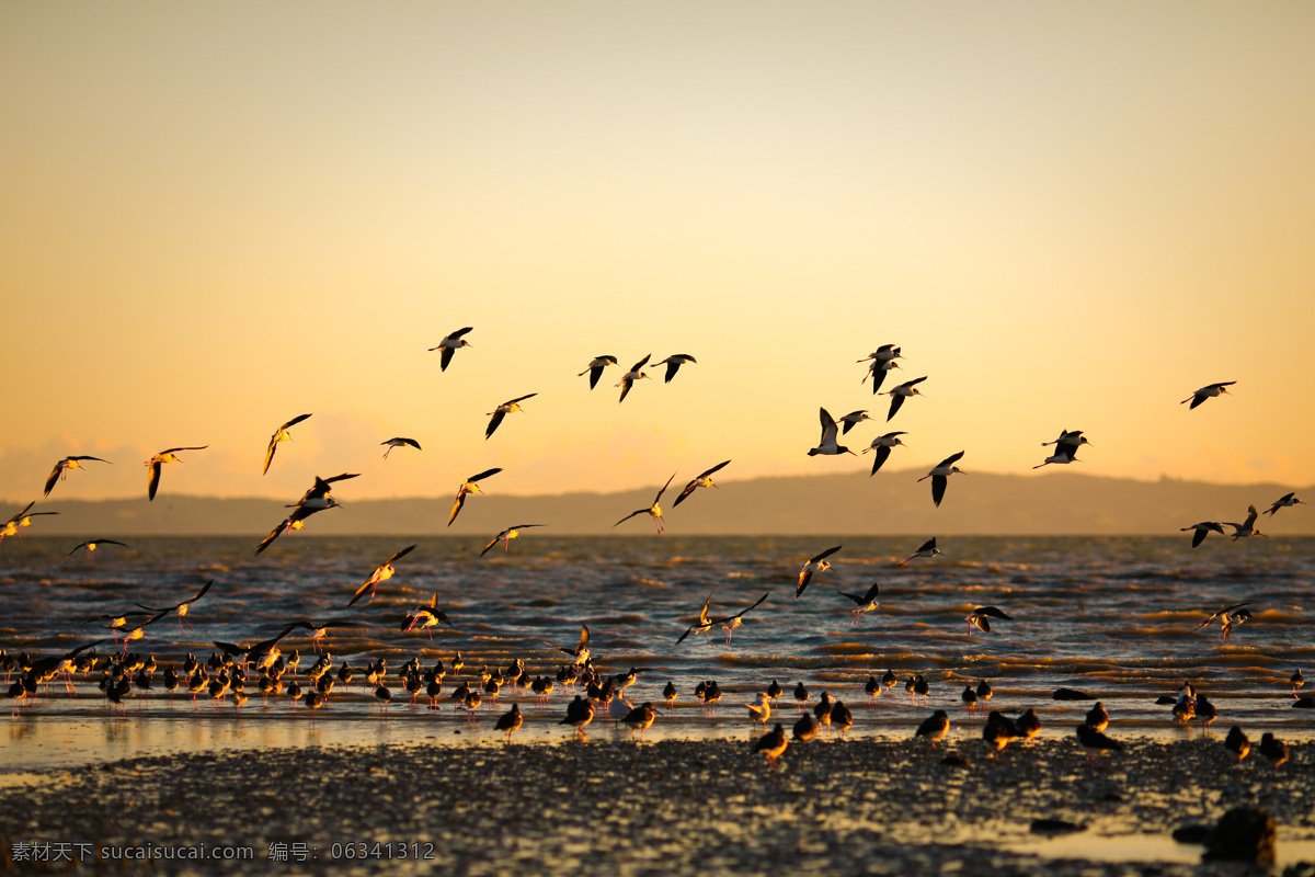黄昏 海边 海鸥 美景 美景图片 海边黄昏 海边美景 海鸥图片 迁徙的鸟 飞鸟