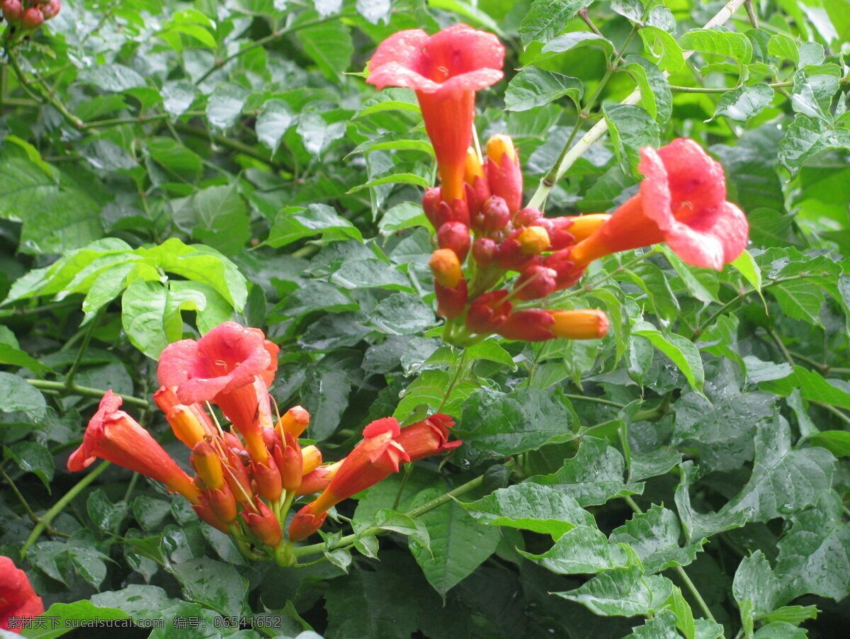 凌霄花 凌霄 紫葳 花卉 花儿 花朵 植物 花草 绿化景观 园林绿化 凌霄凌霄花 生物世界