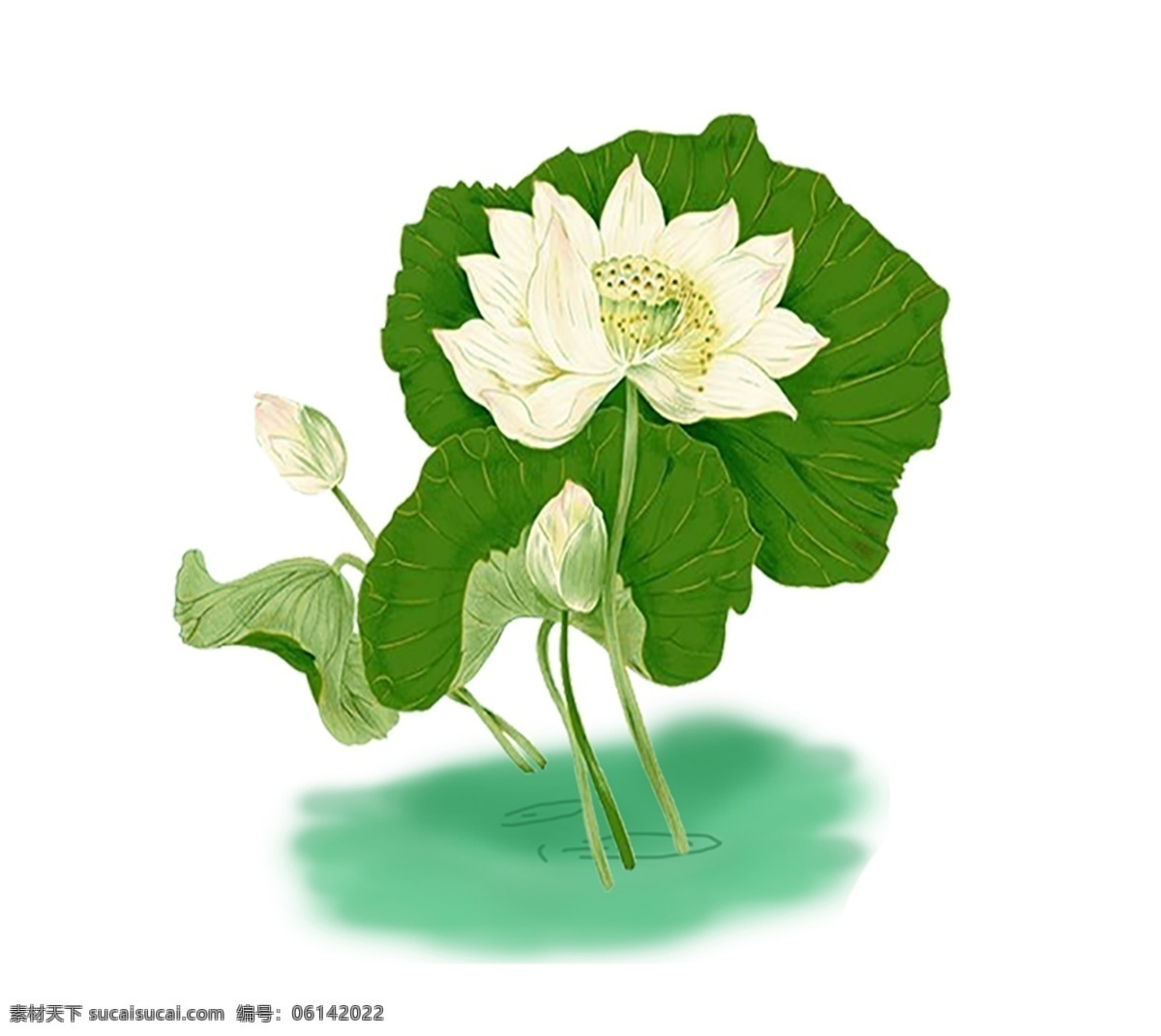 白色荷花 洁白 花卉 绿叶