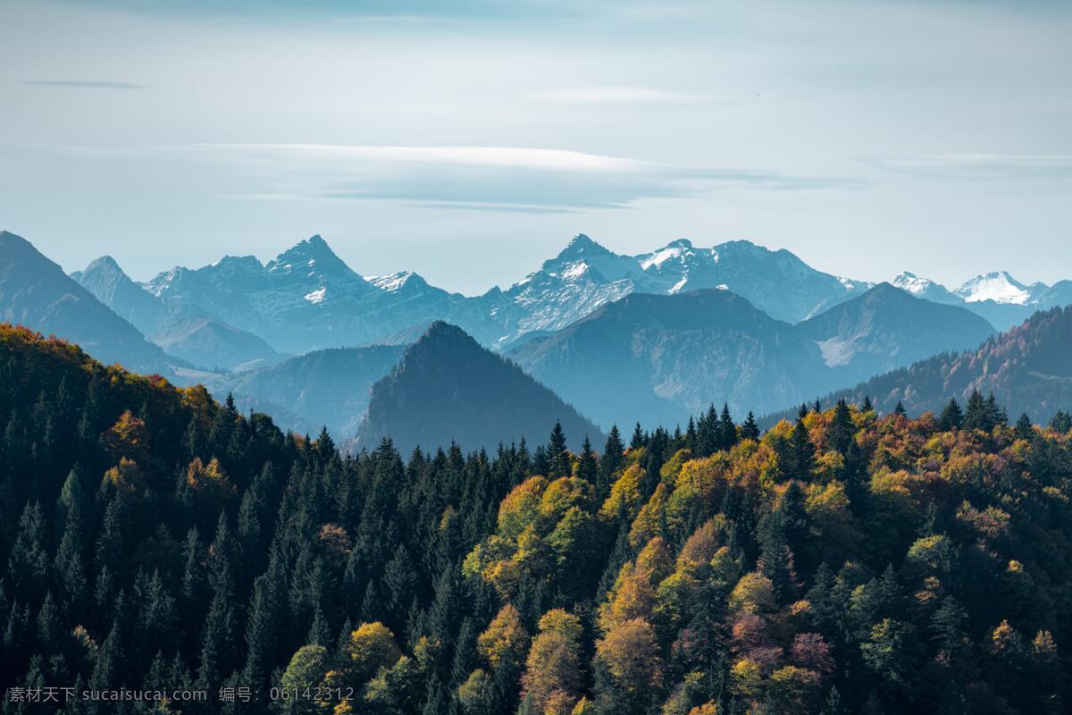 自然 风光 森林 大山 雪山 松树林 旅行 旅游 风景 自然风光 自然景观 自然风景