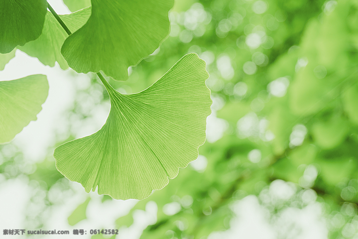 清新 绿色 银杏 照片 绿叶 背景 生物世界 树木树叶