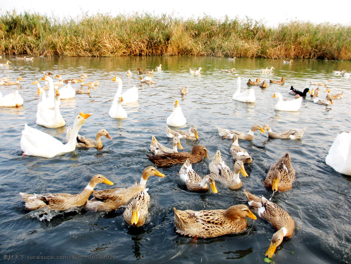 湖里 鸭子 鹅 湖 河 大白鹅 水 家禽 生物世界 家禽家畜