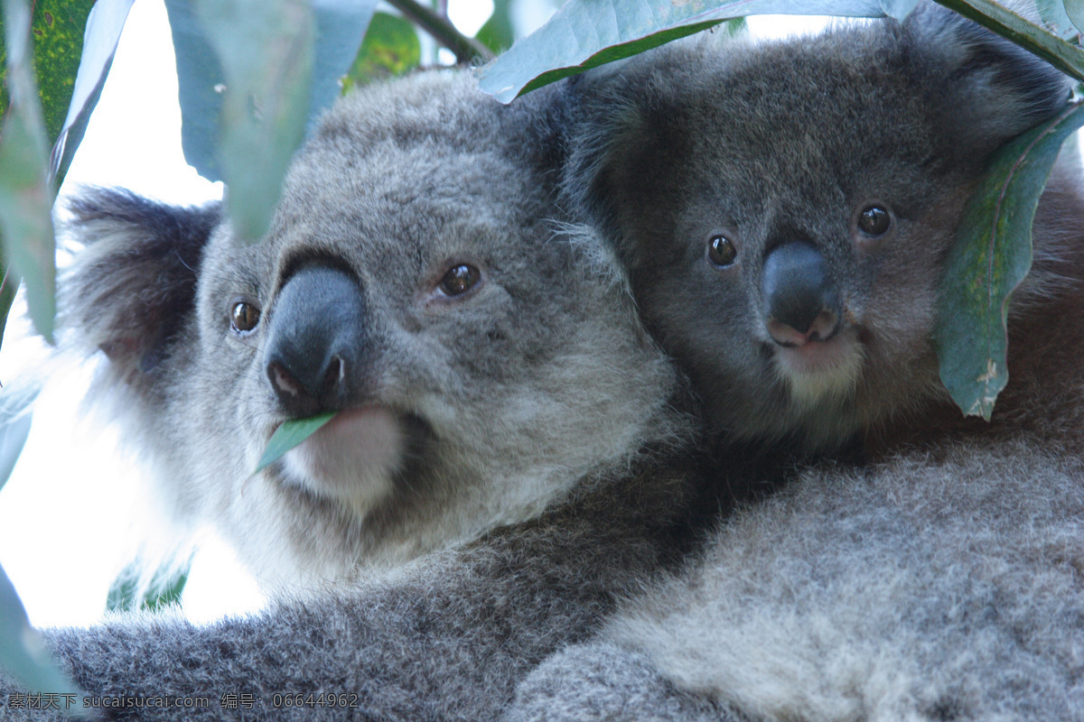 考拉 澳大利亚考拉 澳洲考拉 澳大利亚动物 澳洲 澳大利亚旅游 野生动物 两只考拉 生物世界 绿叶