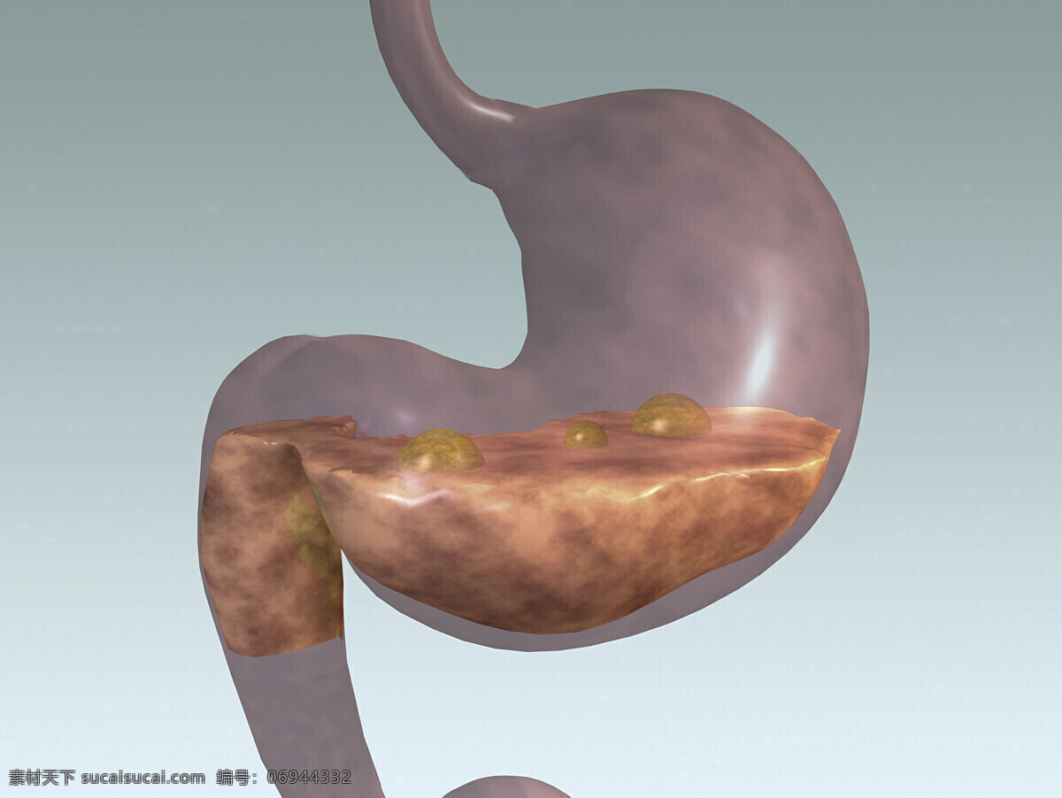 胃 胃部 胃部结构 消化系统 肠胃 胃部消化 胃部食物 3d器官 人体研究 医学器官 人体解剖 医学器官图鉴 医疗护理 现代科技