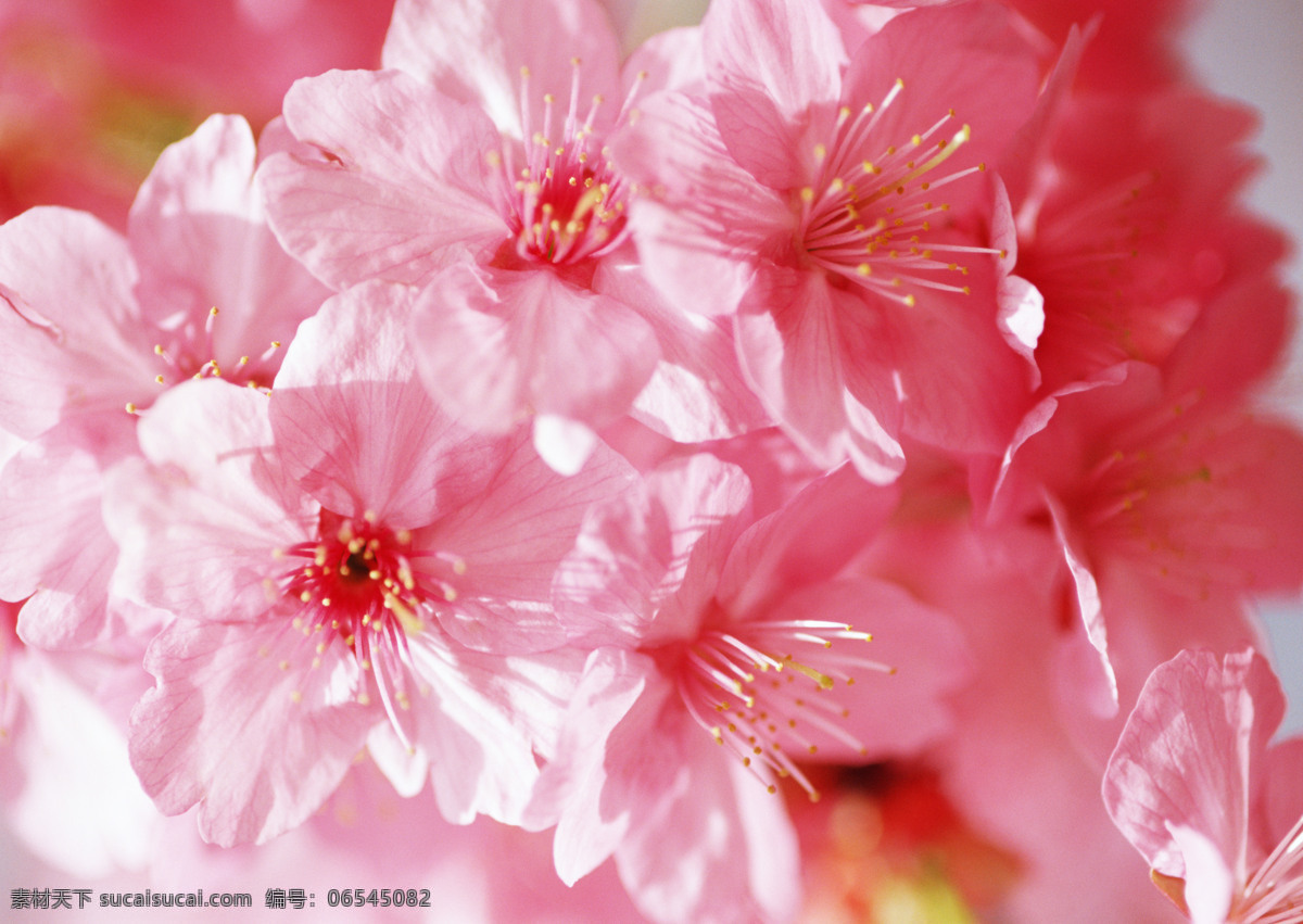 阳光鲜花 高清 白云 背景图片 底图 高清大图 花丛 蓝天 免费图片素材 清新 桃花 图片素材库 鲜花 阳光 植物 野花 枝头