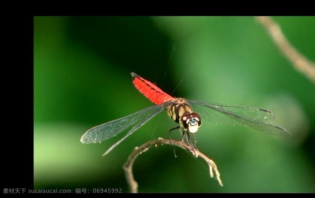 蜻蜓视频素材 自然风光 视频 蜗牛视频 昆虫视频素材 生物视频 动植物 视频素材 多媒体设计 源文件 mov