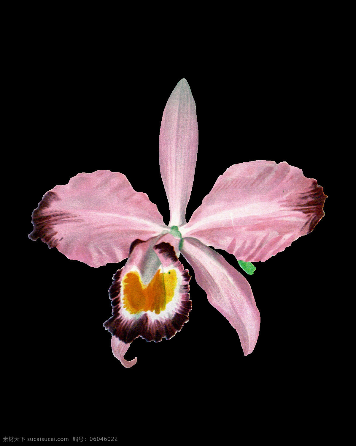 粉色 花瓣 装饰 元素 花草 花朵 花朵素材矢量 盛开 矢量花朵素材 鲜花 鲜花素材 绽放