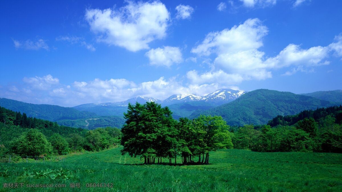 电脑 桌面 大树 树林 蓝天 白云 一棵树 绿色 旅游摄影 自然风景