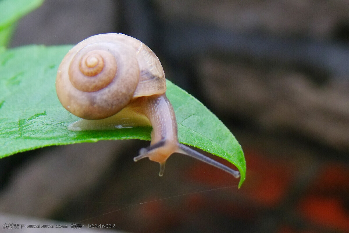 绿叶 间 蜗牛 昆虫 生物世界 绿叶间的蜗牛