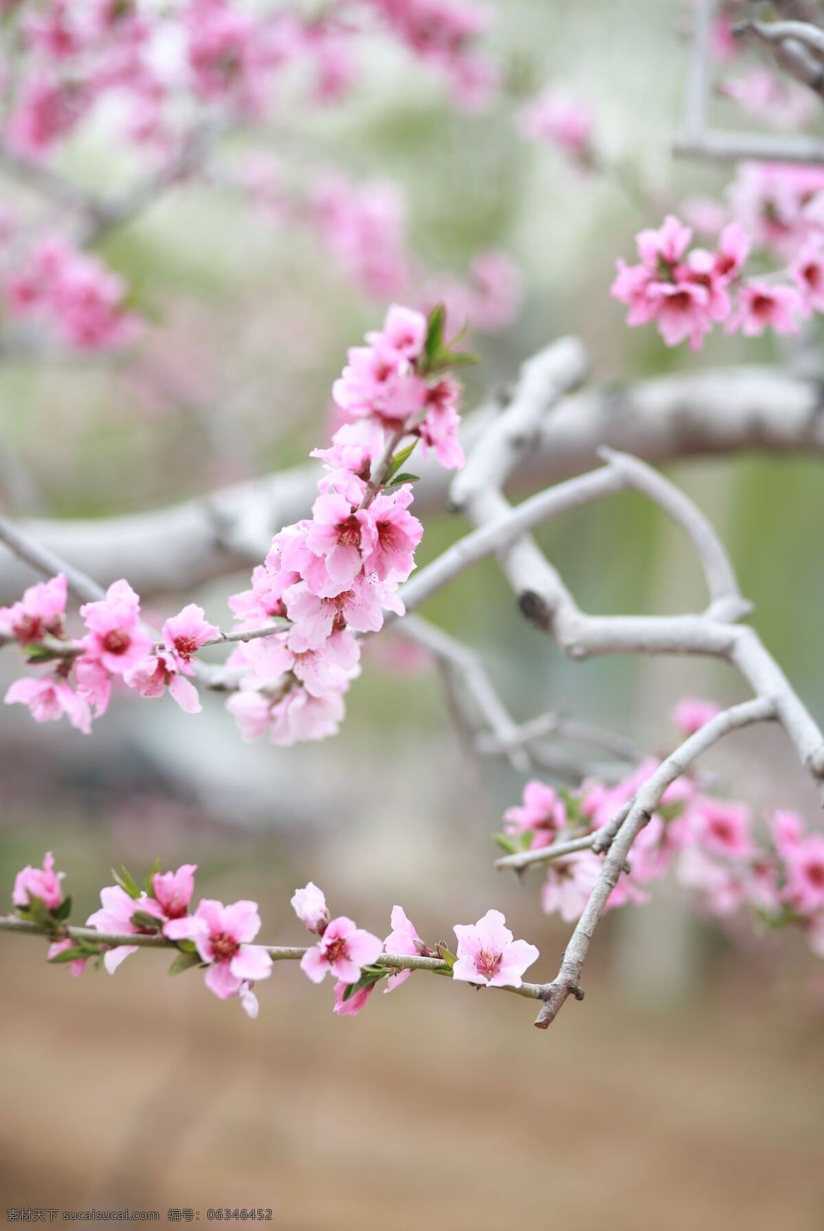 粉色桃花 桃花 花朵 桃园 背景 粉色 可爱花朵 桃花特写 意境 生物世界 花草