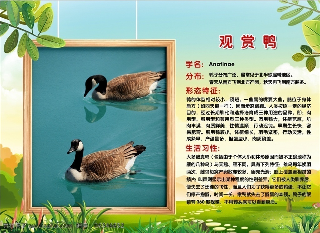 动物介绍展板 观赏鸭 动物 动物园 动物习性 可爱动物 分层
