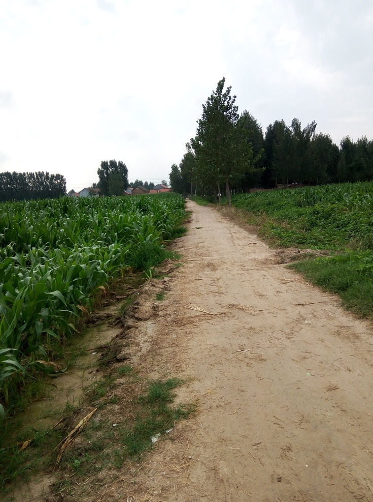 乡村小路 乡村 土路 玉米 道路 小道 自然景观 田园风光