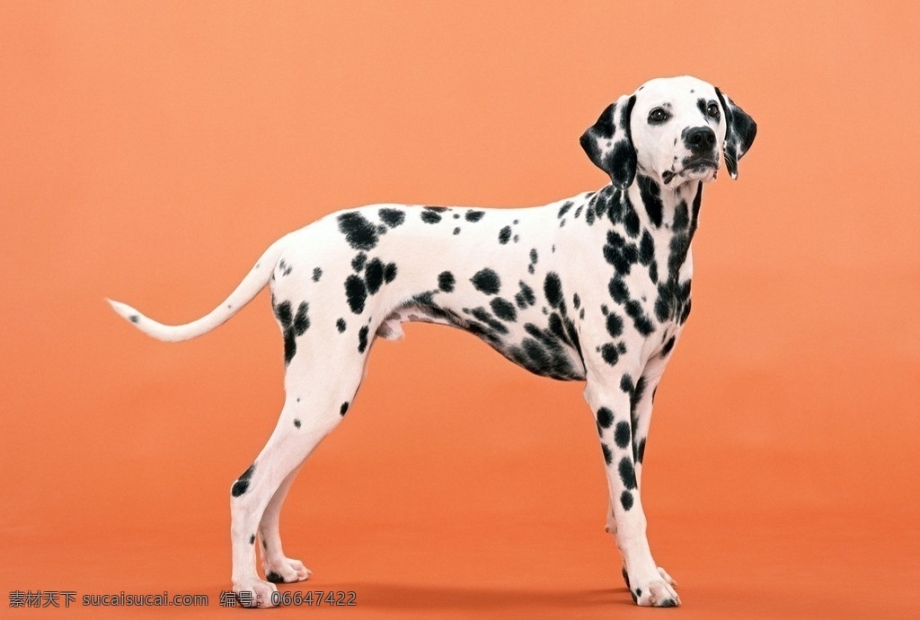 斑点狗 可爱斑点狗 小狗 犬类 宠物 看家狗 项圈 特写 家禽家畜 生物世界 其他生物