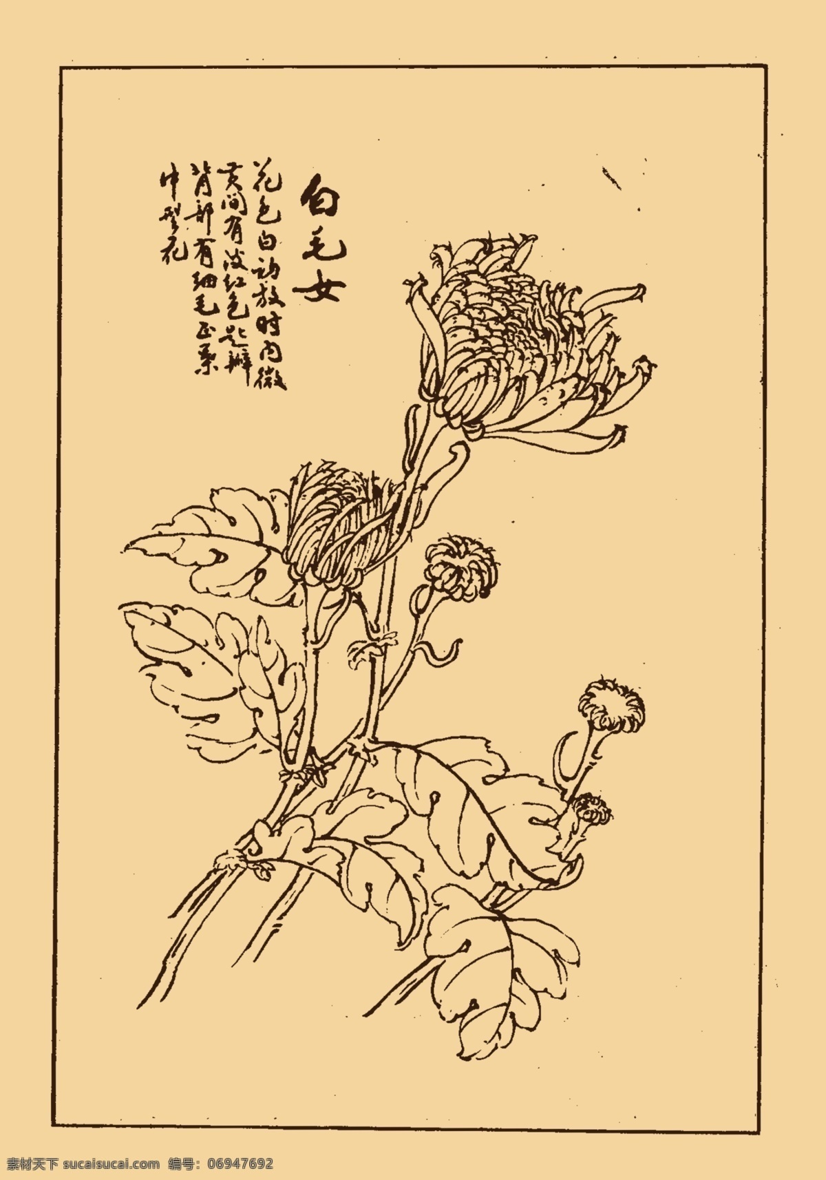 菊花 秋菊 白描 国画 中国画 勾勒 线条 中国风 传统 绘画 古典 花鸟 工笔 白描集 分层 源文件